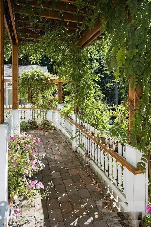 A Canopy of Green Vines in porch