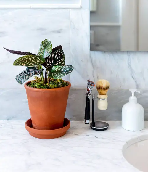 Rainforest Plants to Grow in Bathroom 11
