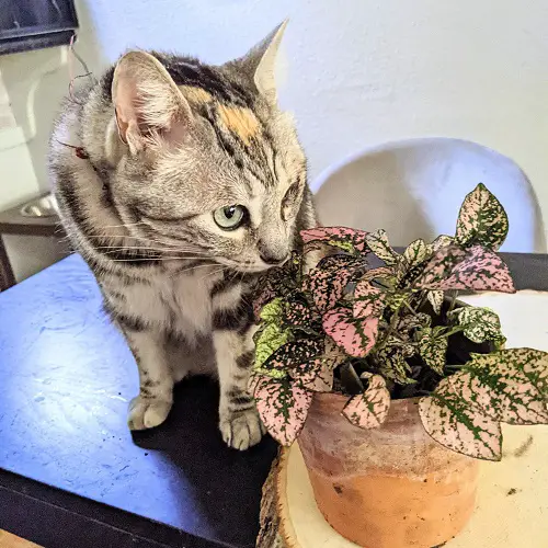 Amazing Plants in gardens that are cat-friendly