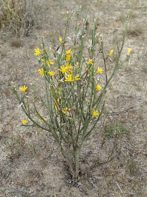beautiful Common Yellow Weeds