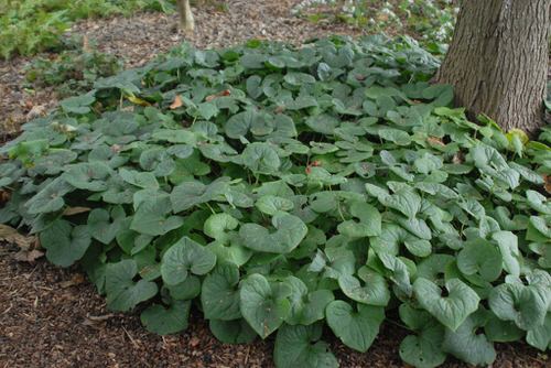 Native Plants of Maryland in garden