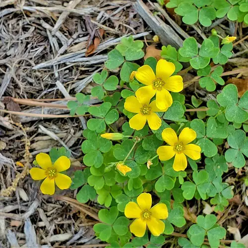 Common Yellow Weeds in yard
