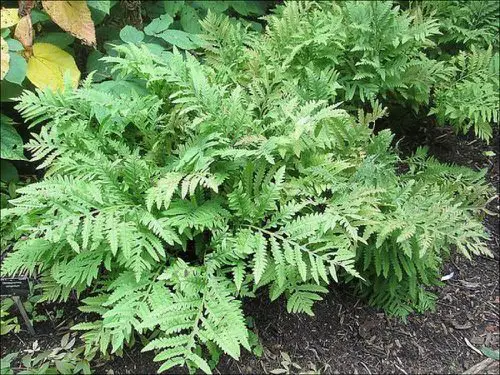 Maryland Native Plants List | Native Plants of Maryland
