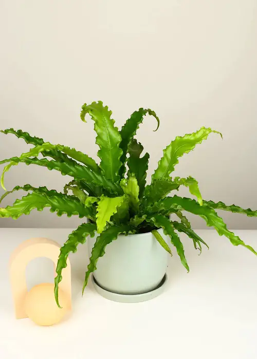 Bathroom Indoor Plants