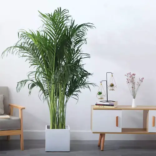 lovely Indoor Plants That Are Cat-Friendly