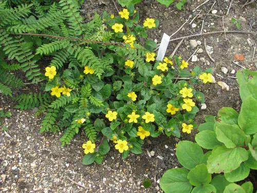 beautiful Native Plants of Maryland
