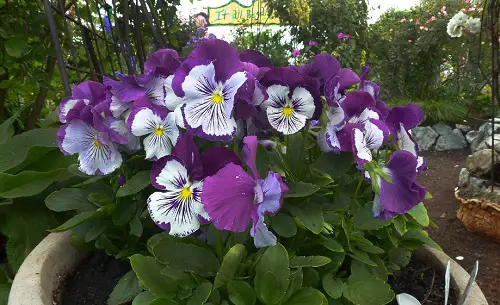 Pansy Varieties in pot
