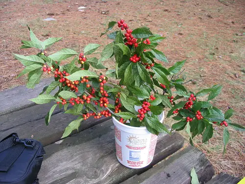 top Magnificent Bushes and Shrubs with Red Berries