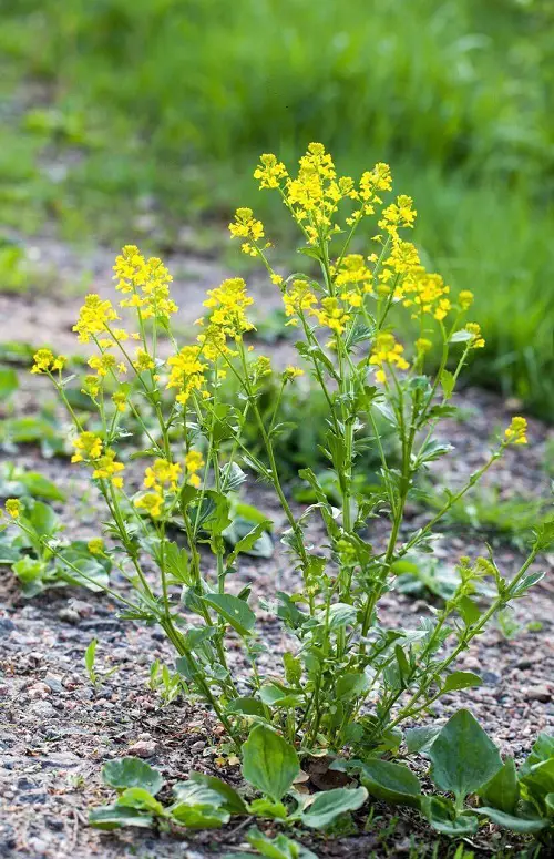 Common Yellow Weeds in yard