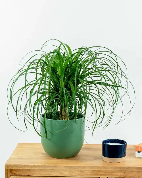best Indoor Plants That Are Cat-Friendly