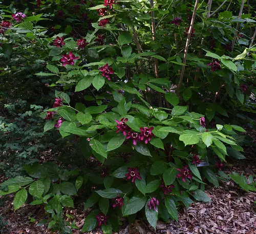 Maryland Native Plants List |