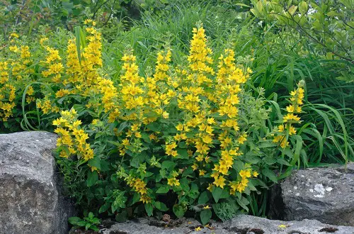 Common Yellow Weeds in garden