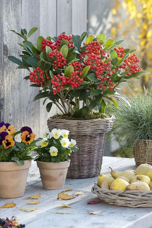 Bushes and Shrubs with Red Berries