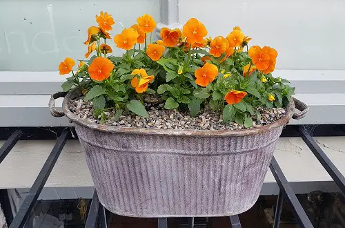 Pansy Varieties in Garden