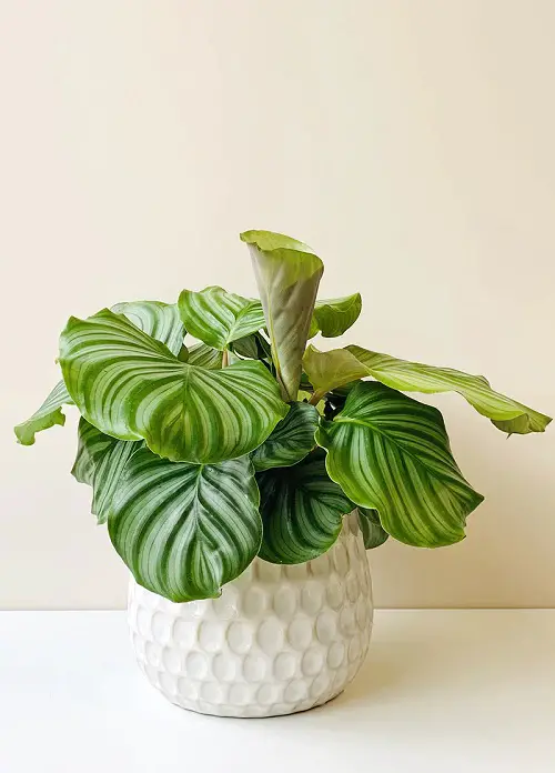best Indoor Plants That Are Cat-Friendly