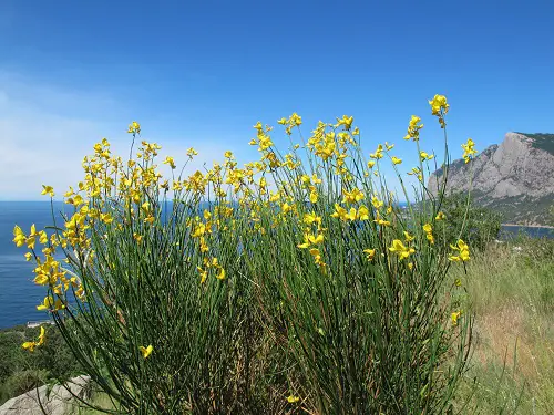 beautiful Common Yellow Weeds