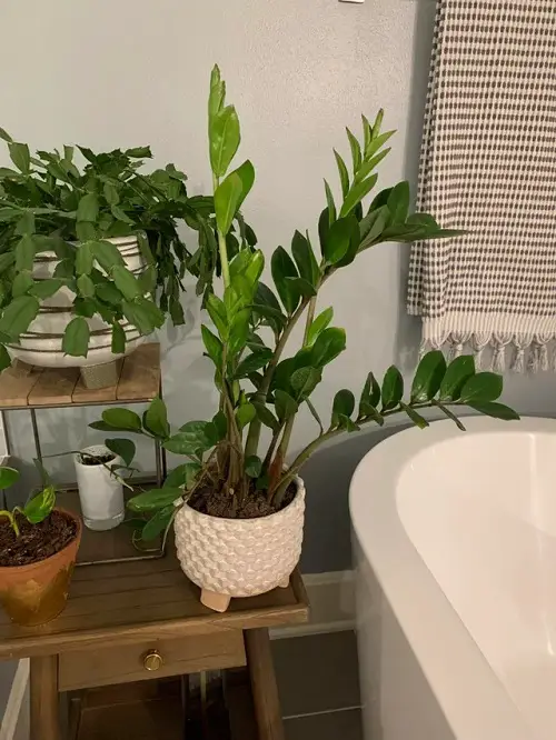zz Plants for Bathroom 