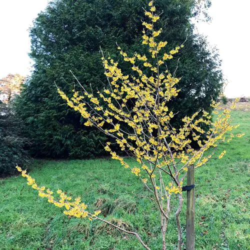 Maryland Native Plants List | 48 Native Plants of Maryland 15