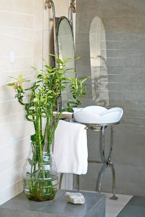 lucky bamboo Bathroom Indoor Plants