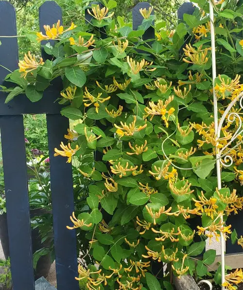 lovely Vines with Yellow Flowers