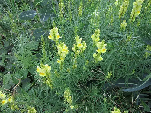 Common Yellow Weeds