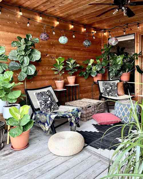 Potted Fiddle Leaf Fig and Philos Gracing the Porch