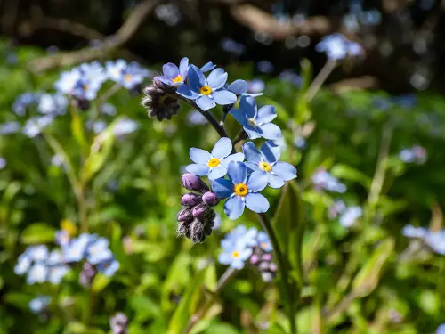 12 Weeds with Purple Flowers 2