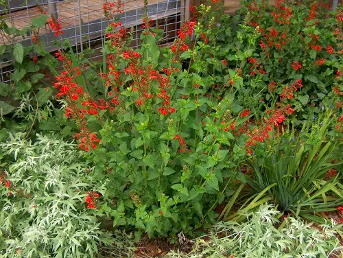 Cat Friendly garden Plants