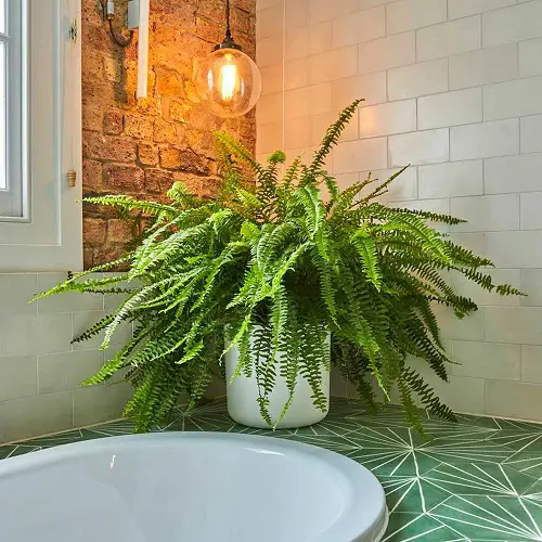 Rainforest Plants to Grow in Bathroom 2