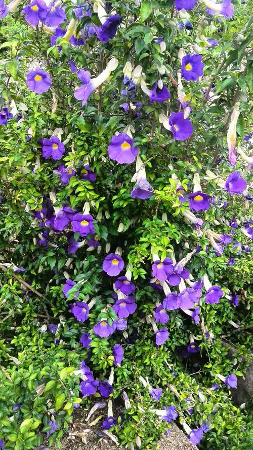 Best Thunbergia Flowers in yard