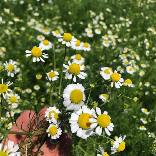 Grow These Plants to Naturally Color Your Hair