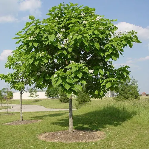 Amazing Beautiful Trees with Heart Shaped Leaves
