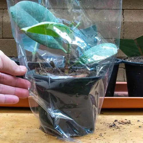 Quarantine the Infested Plant