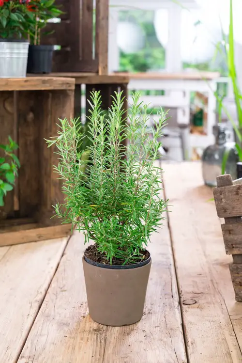 Amazing Best Cat Garden Plants