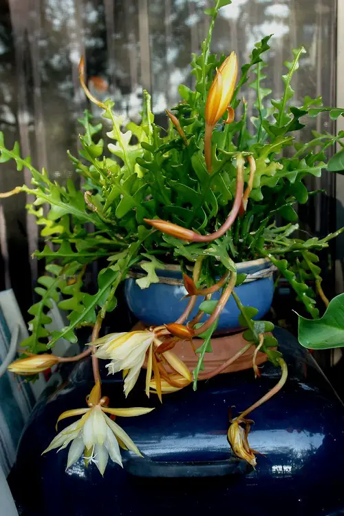 Indoor Plants That Are Cat-Friendly