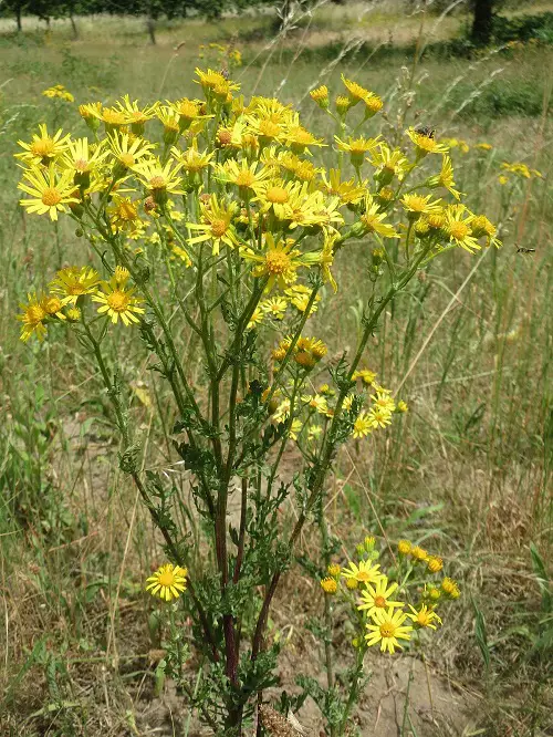 best Common Yellow Weeds