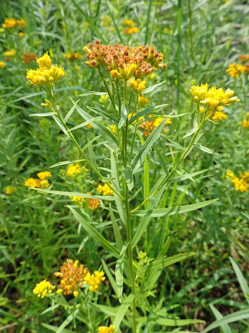 beautiful Common Yellow Weeds