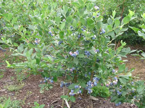 Maryland Native Plants List | 48 Native Plants of Maryland 16