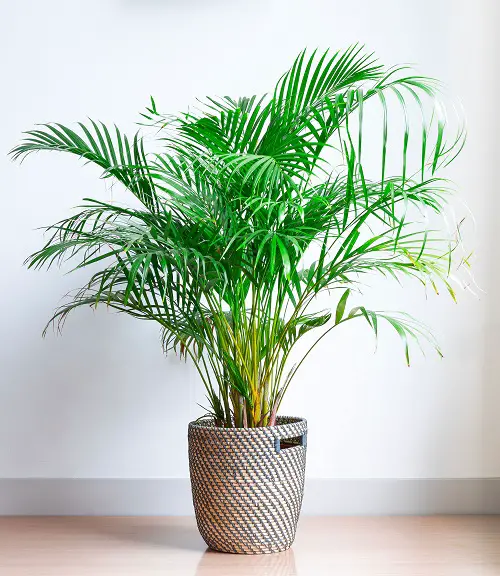 Garden plants that are cat-friendly indoor