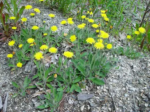 Common Yellow Weeds in garden