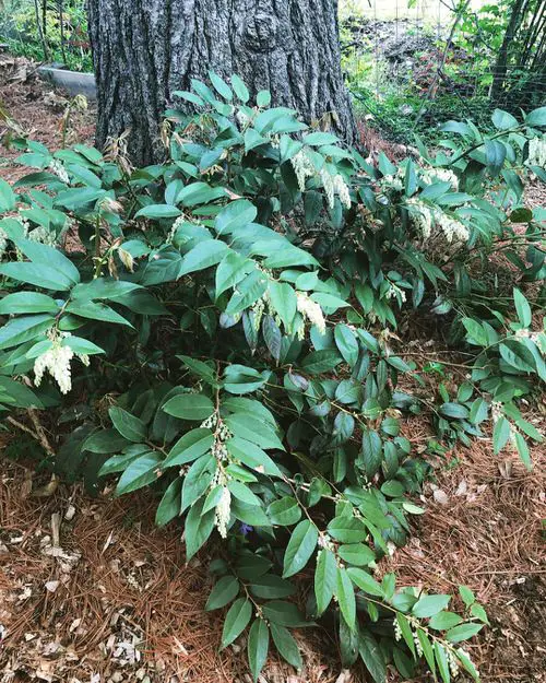 Maryland Native Plants List | 48 Native Plants of Maryland 17