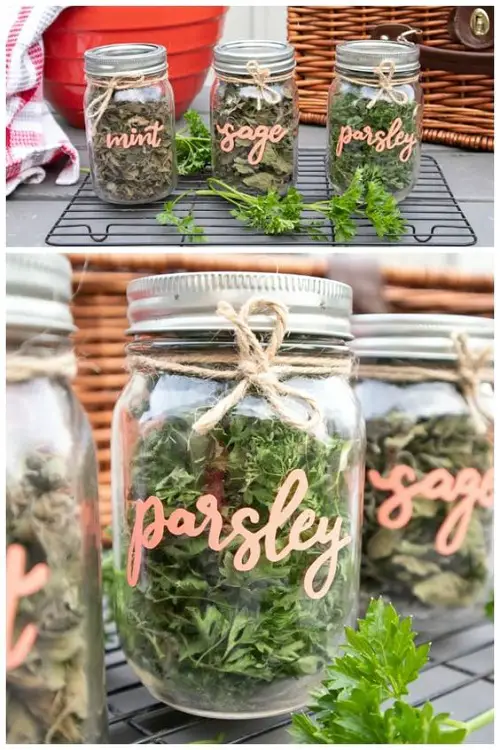 Big Jars for Storing Herb Cuttings