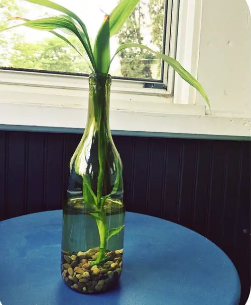 Herbs in Salvaged Starbucks Glass Jars