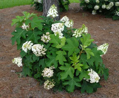 Maryland Native Plants List | 48 Native Plants of Maryland 19