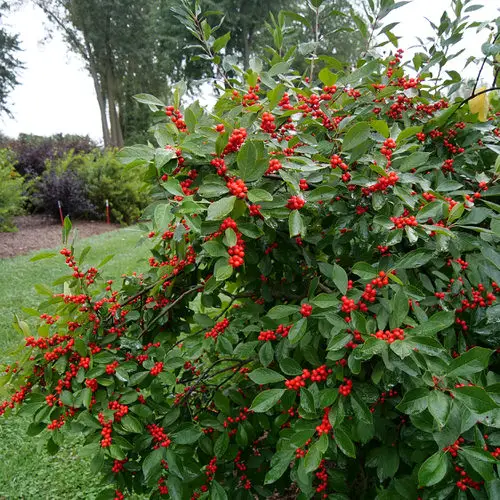 Maryland Native Plants List | 48 Native Plants of Maryland 20