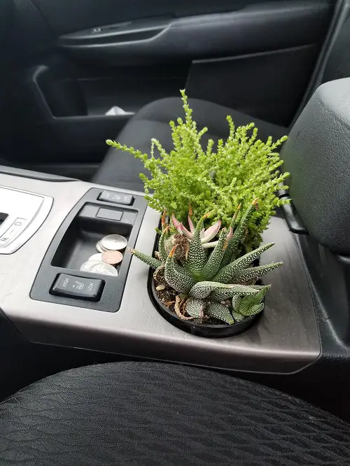 A Cute Combo of Haworthia and Rattail