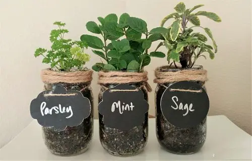 Mini Mason Jar Herb Garden
