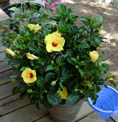 Hibiscus Hawaiian Flowers