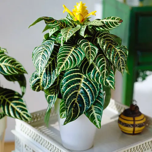 best Cat Friendly garden Plants 