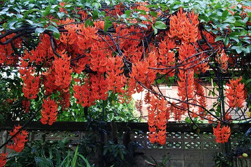 Climbers with Red Flowers